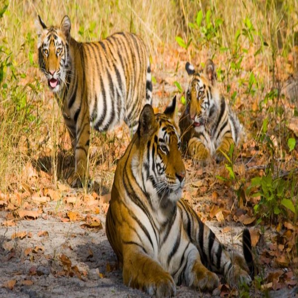 Golden Triangle with Ranthambore Tour