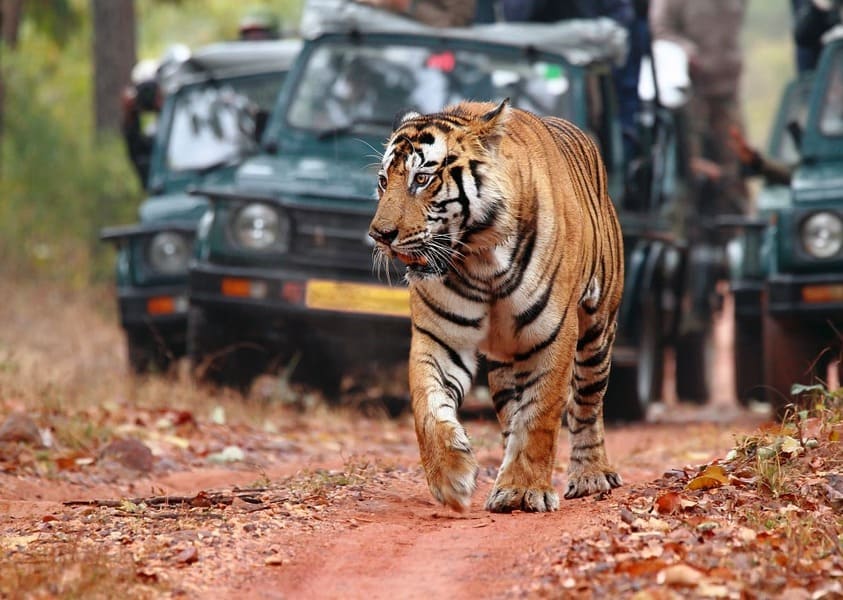 3 Days Ranthambore Tour Package